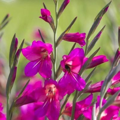 Гладиолус Бизантинус Гладиолус Бизантинус фото