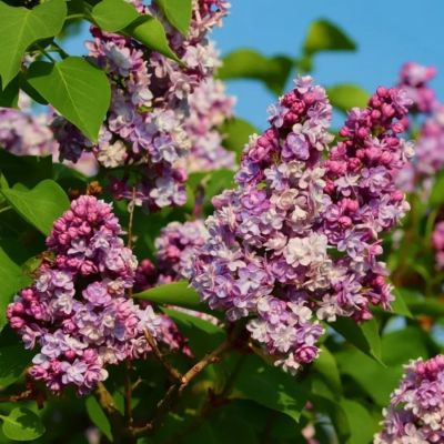 Сирень обыкновенная Маршал Фош, С2 - Dolina-Sad.Ru