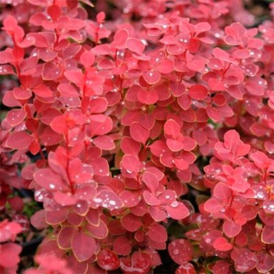 Барбарис Тунберга Чикита Барбарис Тунберга Чикита - Dolina-Sad.Ru