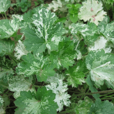 Гейхера Дью Дропс , С1,5 Гейхера Дью Дропс , С1,5 фото