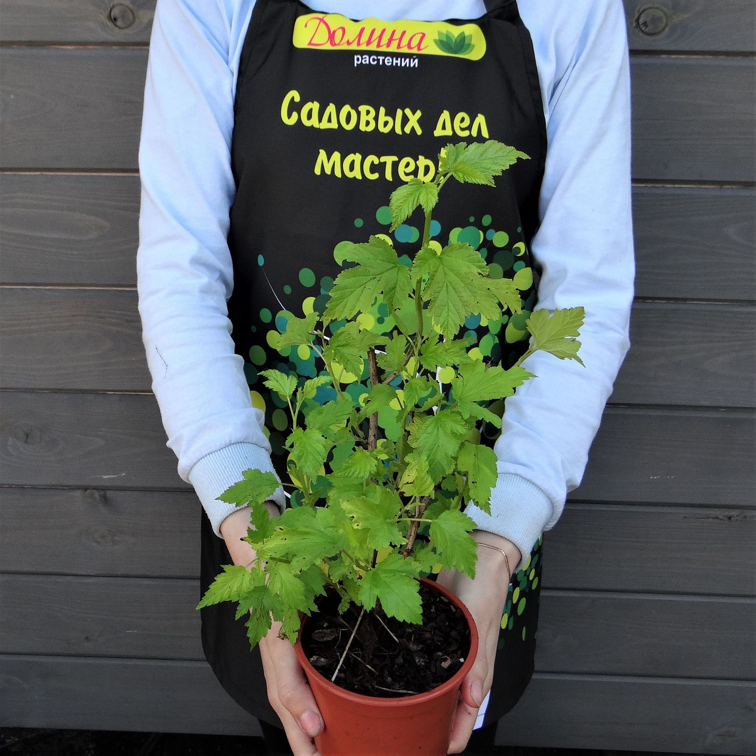 Пузыреплодник Наггет Пузыреплодник Наггет фото