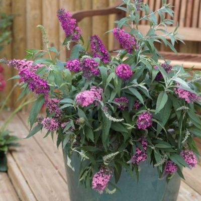 Буддлея Давида Софи Буддлея Давида Софи - Dolina-Sad.Ru