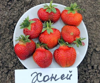 Клубника Хонеойе/Ранняя Клубника Хонеойе/Ранняя фото