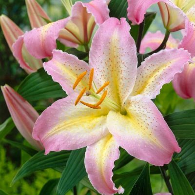 Лилия Капитан Триколор Лилия Капитан Триколор - Dolina-Sad.Ru