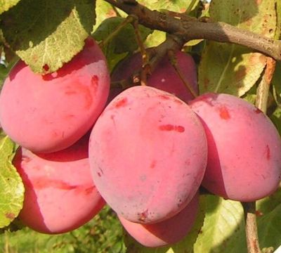 Слива Фаворито дель Султано Слива Фаворито дель Султано фото