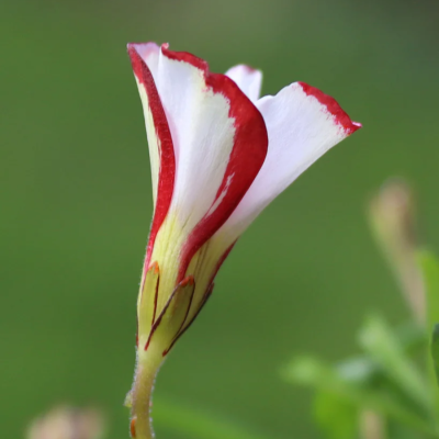 Кислица пестроцветная Кислица пестроцветная - Dolina-Sad.Ru