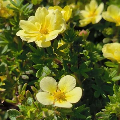 Лапчатка кустарниковая Лемон Меринг, С3 - Dolina-Sad.Ru