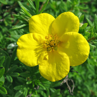 Лапчатка кустарниковая Хакманс Гигант фото