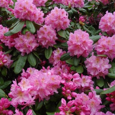 Рододендрон Сцинтиллейшн - Dolina-Sad.Ru