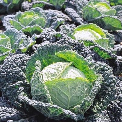 Капуста Савойская Вертю Капуста Савойская Вертю фото