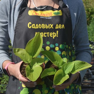 Хоста Моджито Хоста Моджито - Dolina-Sad.Ru