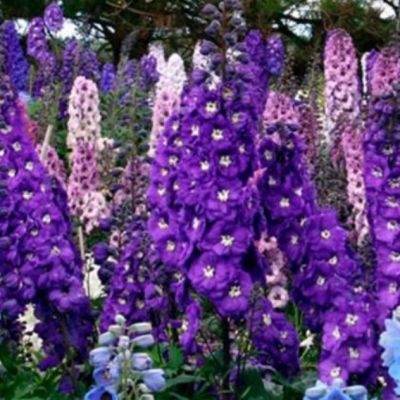 Дельфиниум Супермахровый Новозеландский ультрафиолет Дельфиниум Супермахровый Новозеландский ультрафиолет фото