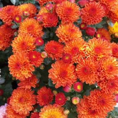 Хризантема мультифлора Джи Джи Оранж Хризантема мультифлора Джи Джи Оранж - Dolina-Sad.Ru