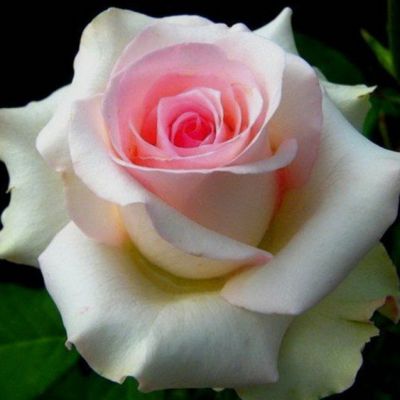 Роза Эмма де Мейян - Dolina-Sad.Ru