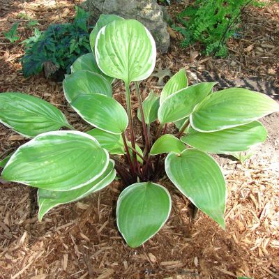 Хоста Сорбет Хоста Сорбет - Dolina-Sad.Ru