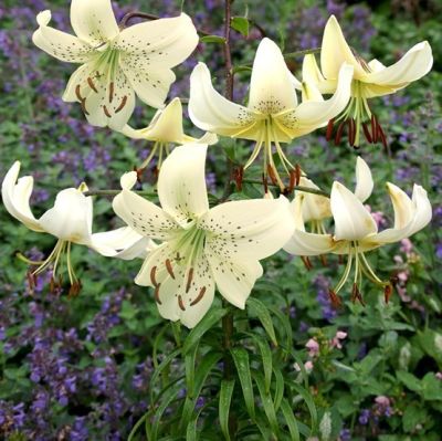 Лилия Уайт Твинкл Лилия Уайт Твинкл - Dolina-Sad.Ru