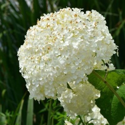 Гортензия древовидная Баунти Гортензия древовидная Баунти - Dolina-Sad.Ru
