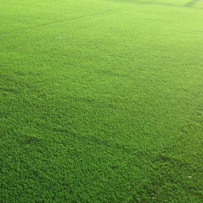 Газонная трава Спортивная площадка спортивный газон, 1 кг Газонная трава Спортивная площадка спортивный газон, 1 кг - Dolina-Sad.Ru