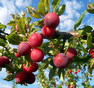 Слива Фаворито дель Султано Слива Фаворито дель Султано фото