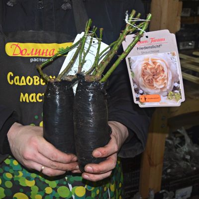 Роза Фриденслихт Роза Фриденслихт - Dolina-Sad.Ru