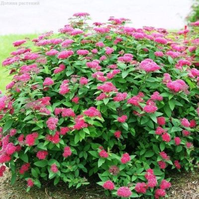 Спирея японская Дартс Ред фото