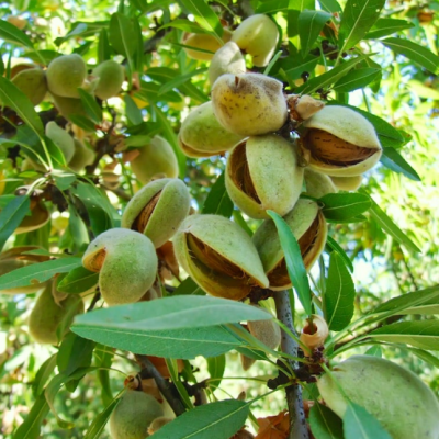 Миндаль Антик Миндаль Антик фото