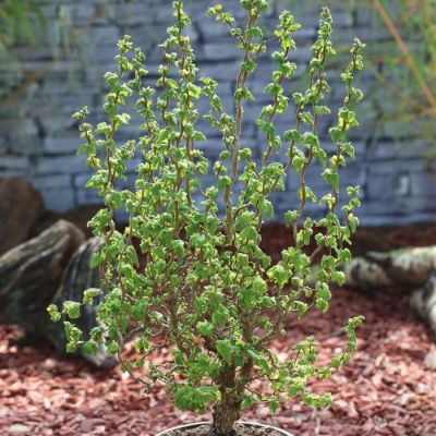 Лещина обыкновенная Скутер Лещина обыкновенная Скутер - Dolina-Sad.Ru