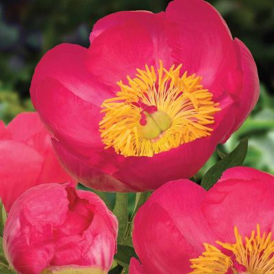 Пион Осло - Dolina-Sad.Ru