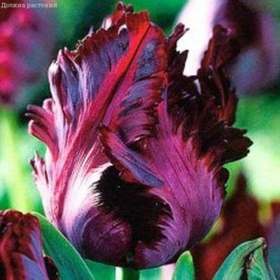 Тюльпан Негрита Пэррот Тюльпан Негрита Пэррот фото