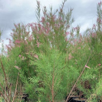 Гребенщик ветвистый, С3 - Dolina-Sad.Ru