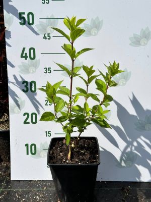 Гортензия метельчатая Лаймлайт, С2 Гортензия метельчатая Лаймлайт, С2 - Dolina-Sad.Ru