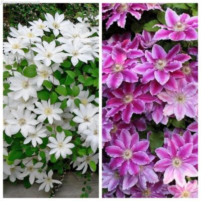 Комплект клематисов Комплект клематисов фото