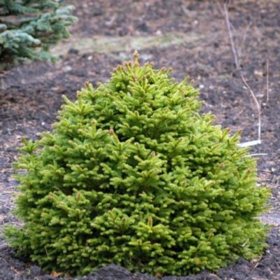 Ель обыкновенная Барри Ель обыкновенная Барри фото