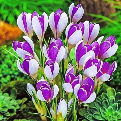 Крокус Вангуард Крокус Вангуард фото