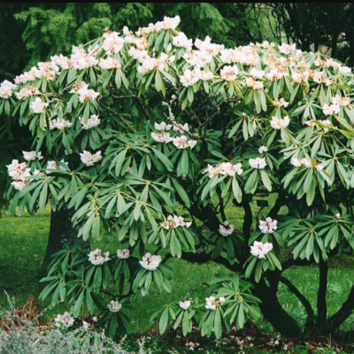 Рододендрон Рекс фото