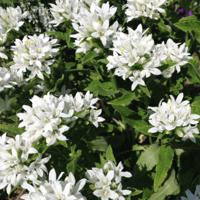 Колокольчик гломерата Генти Вайт , x Колокольчик гломерата Генти Вайт , x фото