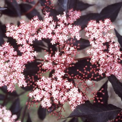 Бузина черная Блек Бьюти / Герда Бузина черная Блек Бьюти / Герда фото