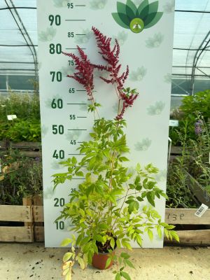 Астильба Арендса Глют фото