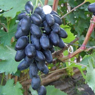 Виноград Велика Виноград Велика - Dolina-Sad.Ru