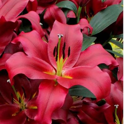 Лилия Ластинг Лов - Dolina-Sad.Ru