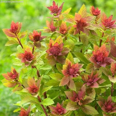 Спирея японская Спарклинг Шампань, С2 Спирея японская Спарклинг Шампань, С2 - Dolina-Sad.Ru