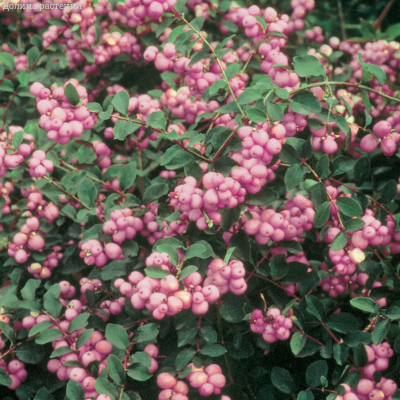 Снежноягодник доренбоза Мэджикал Пинк Кушион Снежноягодник доренбоза Мэджикал Пинк Кушион - Dolina-Sad.Ru