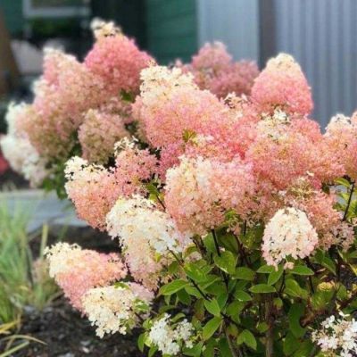 Гортензия метельчатая Бобо, С3 - Dolina-Sad.Ru
