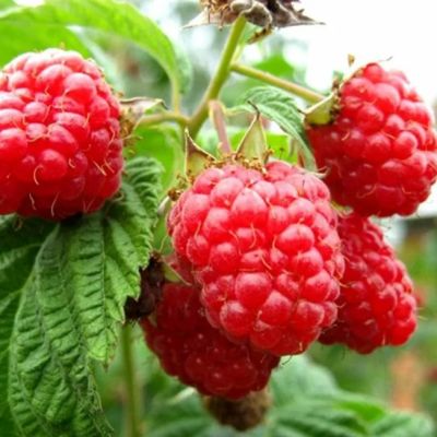 Малина Таганка/Ремонтантная Малина Таганка/Ремонтантная фото