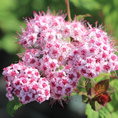 Спирея японская Спарклинг Шампань, С2 Спирея японская Спарклинг Шампань, С2 - Dolina-Sad.Ru