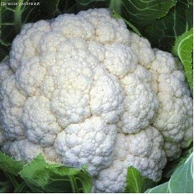 Капуста цветная Парижанка Капуста цветная Парижанка фото