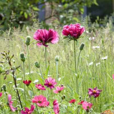 Папавер Харлем фото