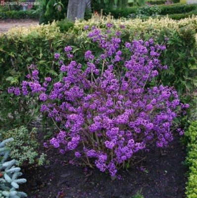 Красивоплодник Жиральда Красивоплодник Жиральда фото