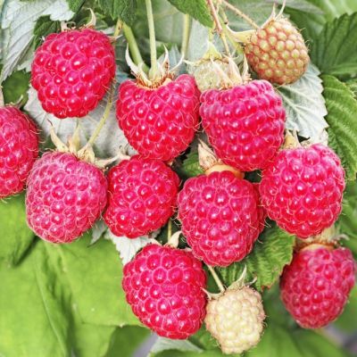 Малина Таганка/Ремонтантная Малина Таганка/Ремонтантная фото