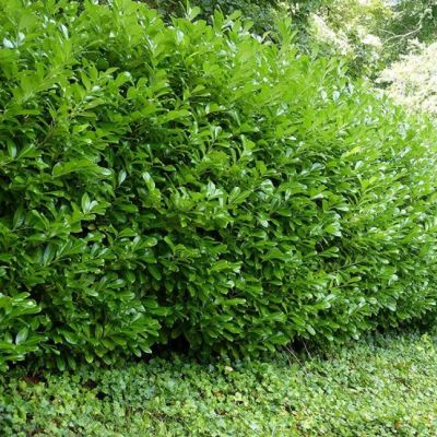 Бирючина японская Грин Сентури Бирючина японская Грин Сентури - Dolina-Sad.Ru